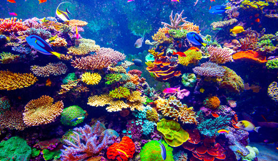 Saltwater Fish Shipments and Corals
