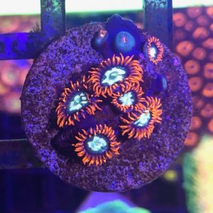 Alpha Omegas 5 polyp frag