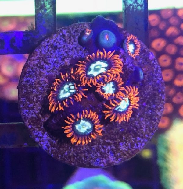 Alpha Omegas 5 polyp frag