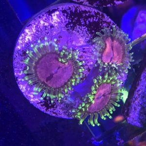 Purple Monsters Per Polyp