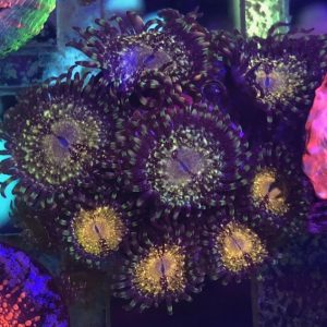 Antivenom Paly 10 polyps