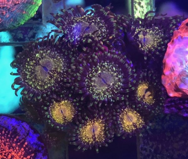 Antivenom Paly 10 polyps
