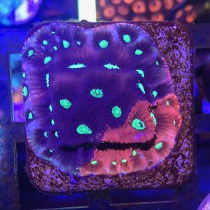 Aquacultured-Frags-Fish