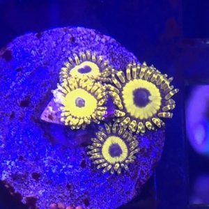 LA Lakers Zoas 4 polyps