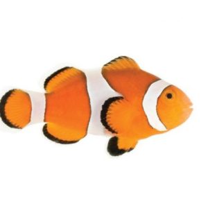 Ocellaris 2"