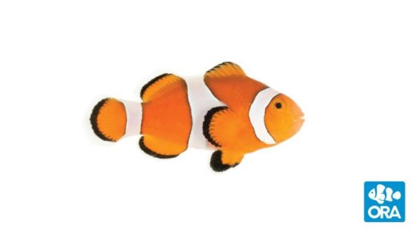 Ocellaris 2"