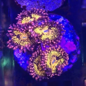 Pandora Zoas 5 polyps
