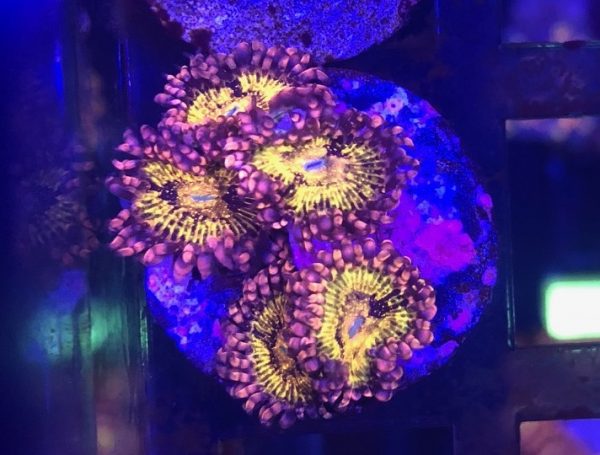 Pandora Zoas 5 polyps