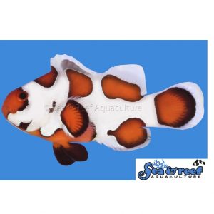 Orange Storm Clowns 2" ORA