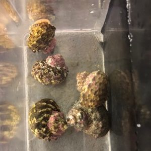 Mexican turbo snails x5