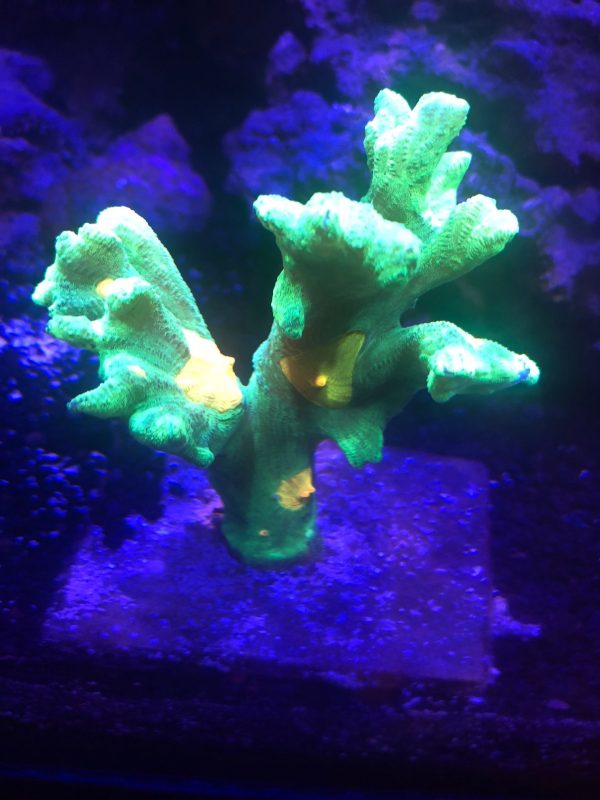 Space Invader Frag