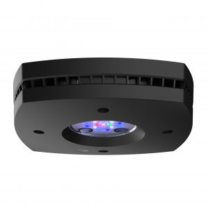 Black Prime 16HD Reef