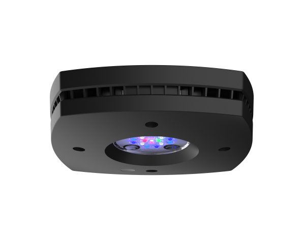Black Prime 16HD Reef