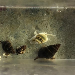 Nassarius snails LRG x5