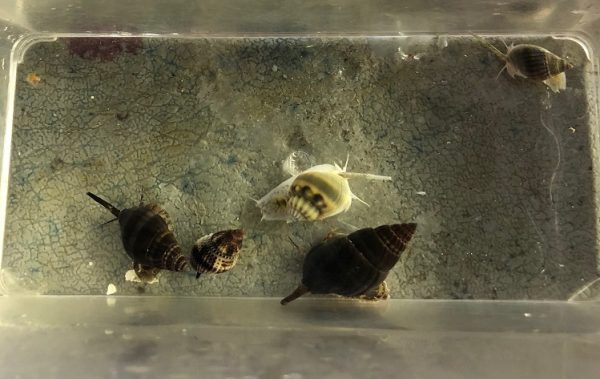 Nassarius snails LRG x5