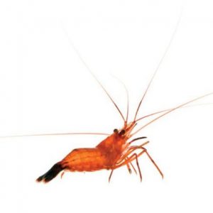 Peppermint shrimp