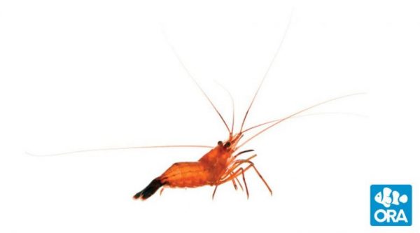 Peppermint shrimp