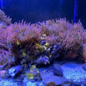 Rainbow Bubble anemone Lrg tank raised