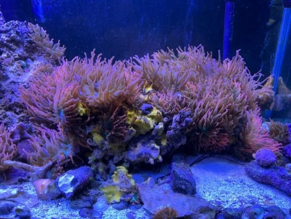 Rainbow Bubble anemone Lrg tank raised