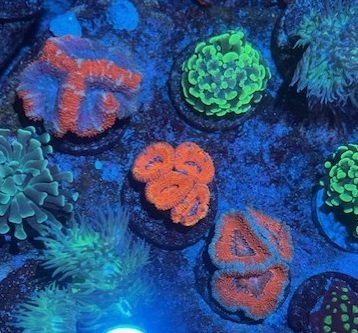 Assorted acan frags Grade A