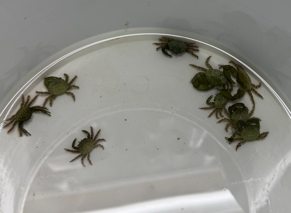 Emerald Crab