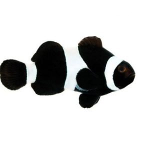 Darwin Clown 2" ORA