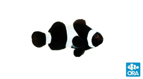 Darwin Clown 2" ORA