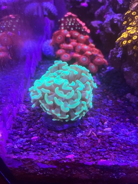 Aussie Green Hammer | South Seas Aquatics