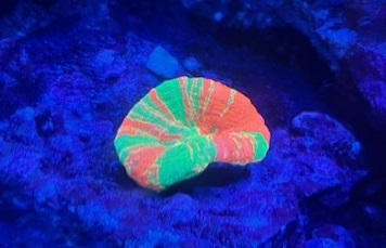 Bleeding Apple Scoly Ultra
