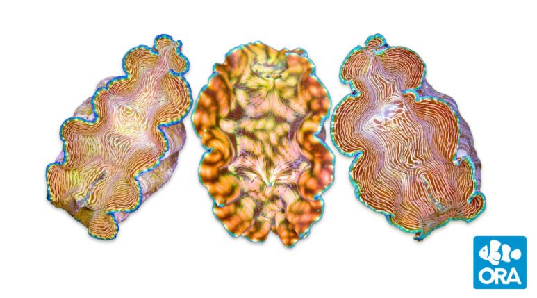 Dereasa Clam 4.5" ORA