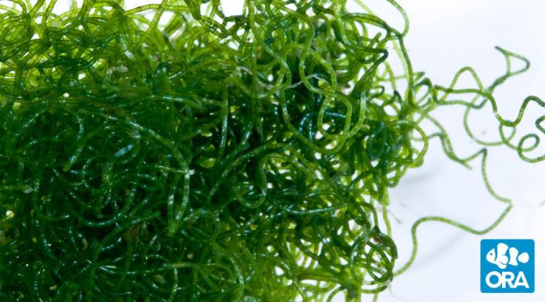 Chaeto Algae ORA softball size