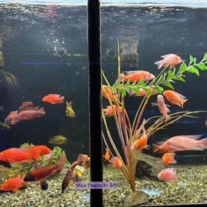 African Male cichlids color 2"