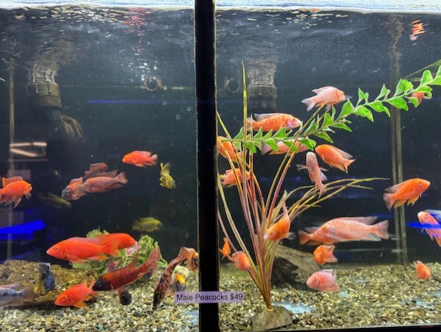 African Male cichlids color 2"