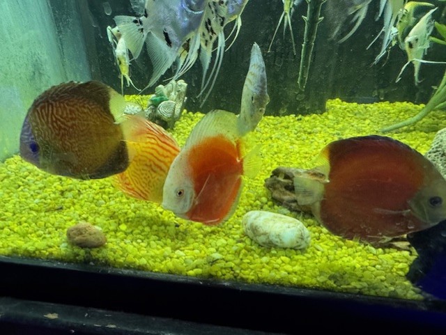 Discus 4" Malaysian