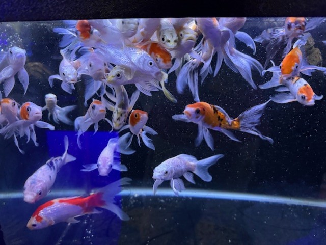 Koi 3" Grade A