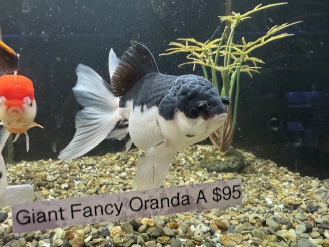 Oranda A5 8" WYSIWYG