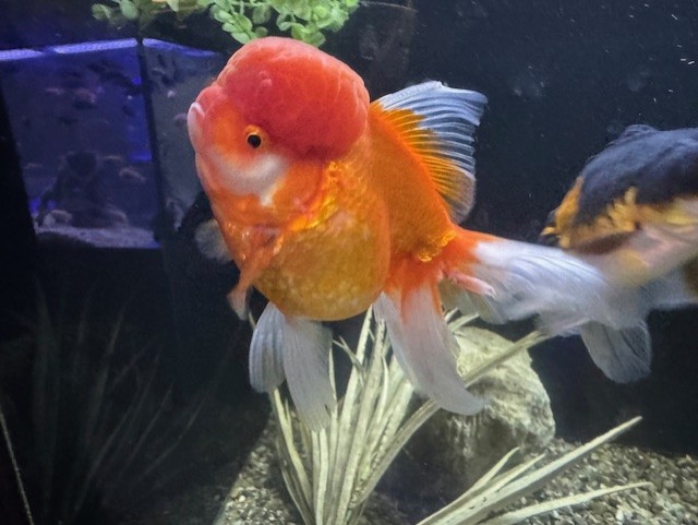 Oranda B2 WYSIWYG