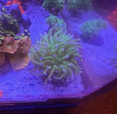 Colored Pink Tip Torch