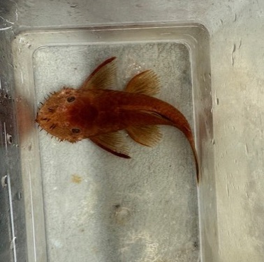 Red Male Ancistrus