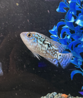 Electric Blue Jack Dempsey 1.5"