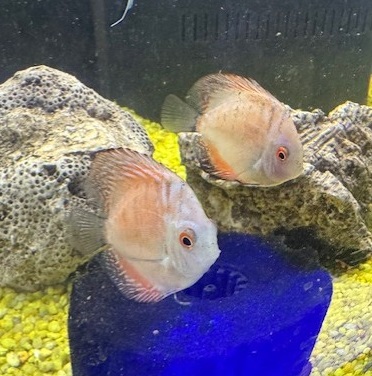 Discus Malaysian 2.5"