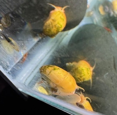 Mystery Snails Freshwater x5