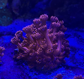 Red Goni frag 1.5" ORA