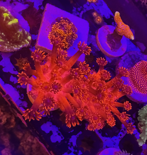 Red Goni frag 1.5" ORA