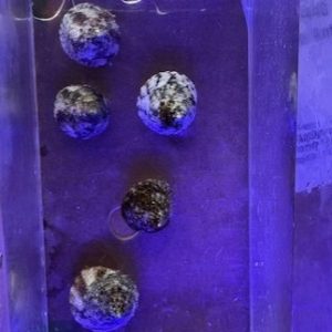 Trochus Snails x5
