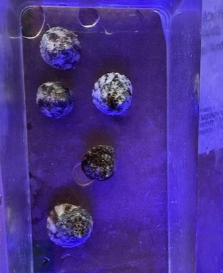 Trochus Snails x5