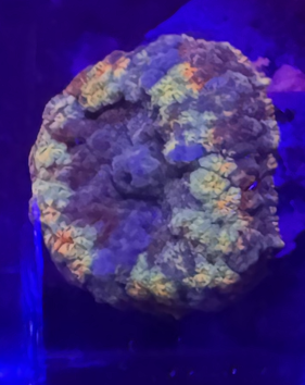 Mushroom1