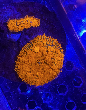 Mushroom 2