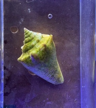 Fighting conchs