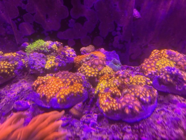 Zoa Rocks